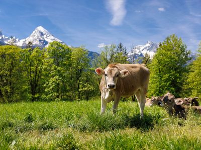 Kuh auf Wiese