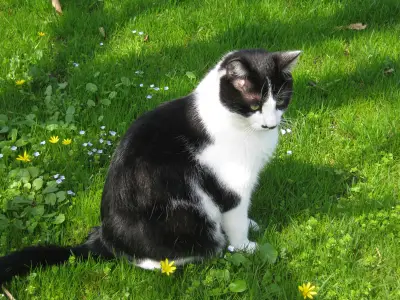 Kater Charlie