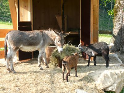 Esel und Ziegen