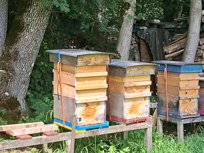 Fleißige Bienchen
