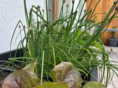 Terasse Hochbeet