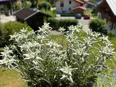 Edelweiß
