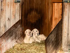 Ferienwohnung für 2 Personen (21 m²) in Bischofswiesen