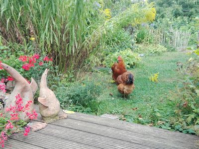 Manchmal schauen die Hühner an der Terrasse vorbei...
