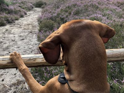 Heidhof ist hundefreundlich