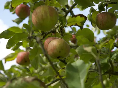 Apfelbaum