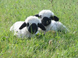Tiere am Hof
Lämmchen, Ziegen, Schafe,...