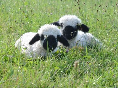 Tiere am Hof
Lämmchen, Ziegen, Schafe,...