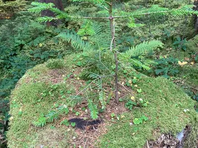 Ferienwohnung für 3 Personen (52 m²) in Blaichach 9/10