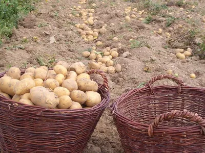 Kartoffelfreunde