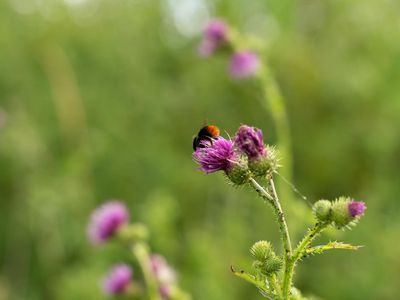 20200705 Bleckede Elbe Lara_DSC07827