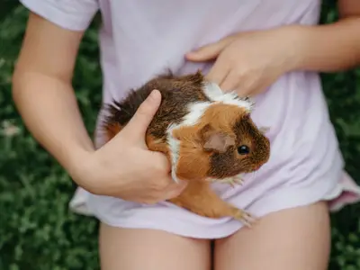 Bussjägerhof Meerschweinchen