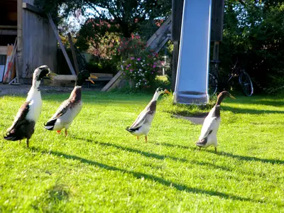 Ferienwohnung für 3 Personen (35 m²) in Böbing 5/10