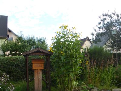 Blick in den Garten