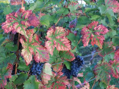 Herbst in Bockenheim