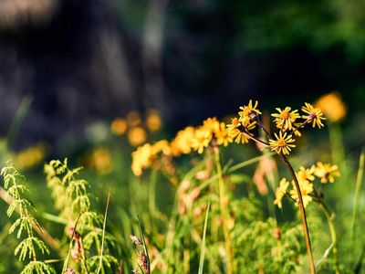 GardenSummer