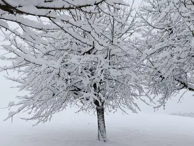 Ferienwohnung für 6 Personen (95 m²) in Bodnegg 6/10