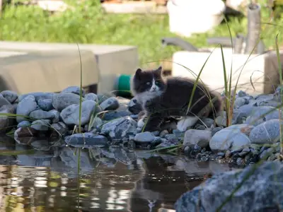 Ferienwohnung für 6 Personen (95 m²) in Bodnegg 4/10