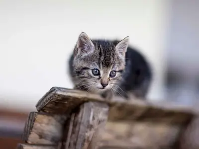 Ferienwohnung für 6 Personen (95 m²) in Bodnegg 8/10