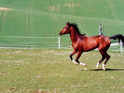 Pferd Farino