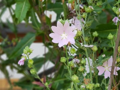 Blumen im Garten