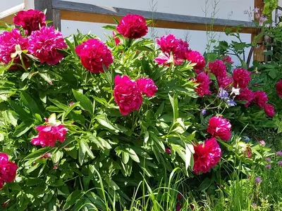 Ferienwohnung für 4 Personen (60 m²) in Bolsterlang 7/10