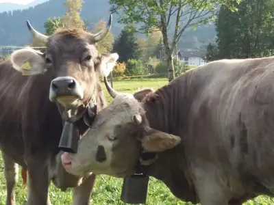Ferienwohnung für 4 Personen (58 m²) in Bolsterlang 9/10