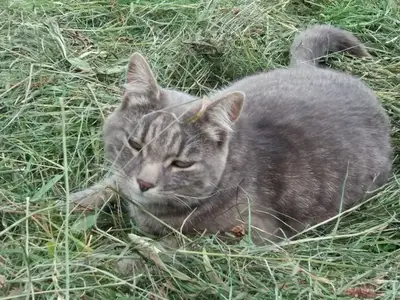 Ferienwohnung für 4 Personen (58 m²) in Bolsterlang 10/10