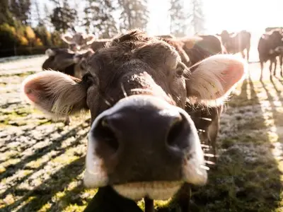 Ferienwohnung für 4 Personen (50 m²) in Bolsterlang 8/10