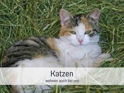 Biohof Burger Katzen