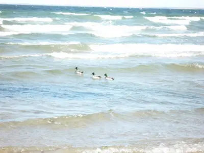 Ferienwohnung für 4 Personen (45 m²) in Boltenhagen (Ostseebad) 9/10