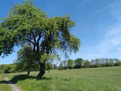 Ferienwohnung für 3 Personen (45 m²) in Bömitz 5/10
