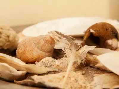 Ferienwohnung für 2 Personen (50 m²) in Borkum 4/10