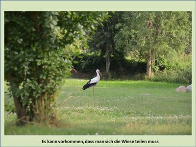 Ferienwohnung für 3 Personen (45 m²) in Borrentin 5/10