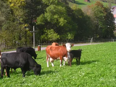 Ferienhof Brügga-Unsere Kühe