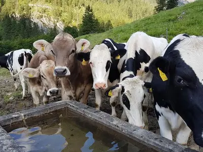 Ferienwohnung für 8 Personen (110 m²) in Brand 8/10