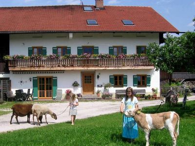 Die Kinder führen die Schafe und das Kälbchen spazieren