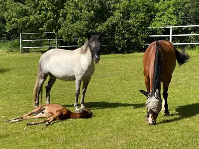 Ferienwohnung für 5 Personen (84 m²) in Braubach 2/10