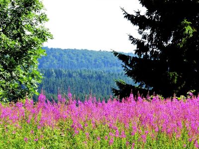 eine von vielen Hohegeißer Bergwiesen