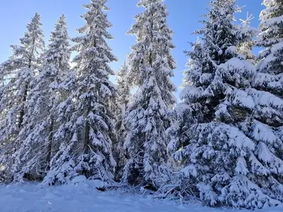 Ferienwohnung für 2 Personen (40 m²) in Braunlage 1/10