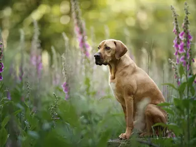 Ferienwohnung für 6 Personen (55 m²) in Braunlage 6/10