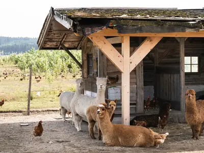 Ferienwohnung für 4 Personen (35 m²) in Bräunlingen 7/10