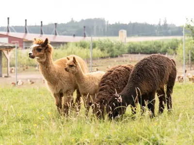 Ferienwohnung für 4 Personen (35 m²) in Bräunlingen 10/10