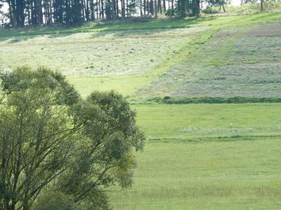 Wiesengrund im Sonnenschein