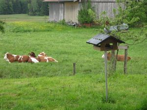 18704705-Ferienwohnung-6-Breitbrunn Am Chiemsee-300x225-1