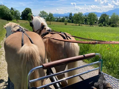 Kutschenfahrt ins Blaue