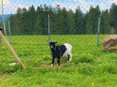 Unsere Ziege Elvira