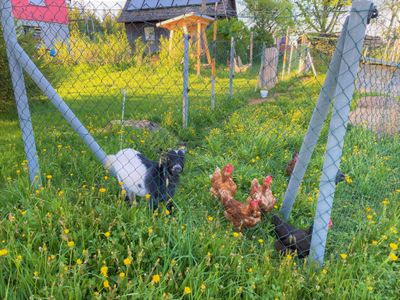 Unsere Tiere warten auf Besuch