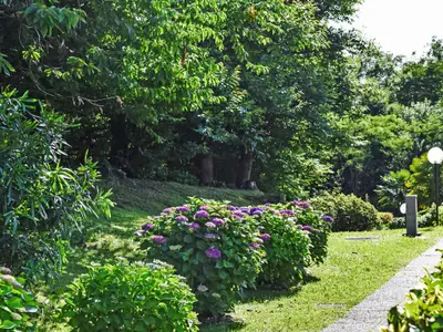 garden