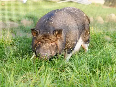 Unsere Tiere auf dem Hof